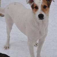 Saschka toller Bursche, Hund zur Adoption