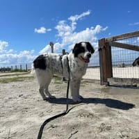 ARNO - verträglich & neugierig, Hund zur Adoption