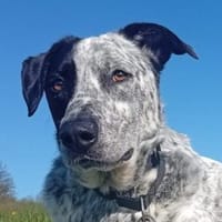 Merlin 66 cm (Pfegestelle), Hund zur Adoption