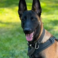 Seppi reinrassiger Malinois sucht  passendes Zuhause, Hund zur Adoption