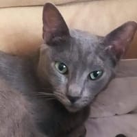 Fröhlicher Zaika in Kuddewörde(ALO), Kater zur Adoption