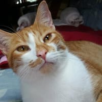 Hübscher Manu sucht liebevolles Zuhause, Kater zur Adoption
