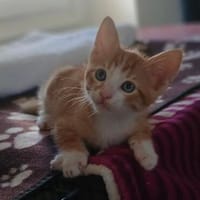 Chico - einfach bezaubernd, Kater zur Adoption