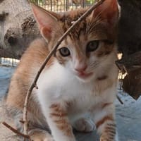 Celine - eine richtige Prinzessin, Katze zur Adoption