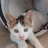 Chris ist einfach zuckersüß, Kater zur Adoption