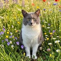 Vermittlungshilfe: Zelda-schüchtern, aber voller Potenzial, Katze zur Adoption