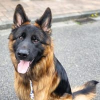 Rex - ist motiviert, Hund zur Adoption