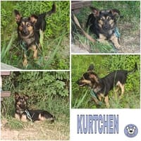 KURTCHEN ° Schäferhündin in Dackelformat, Hündin zur Adoption