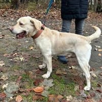 Benny sucht ein Zuhause, Hund zur Adoption