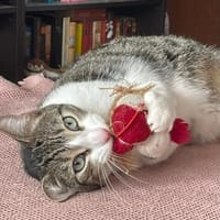*RESERVIERT*mutiger kleiner Saw in Niddatal (ALM), Kater zur Adoption