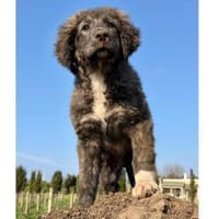 Gaspare möchte zu Ihnen gehören, Hund zur Adoption