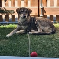 Monty  bereit, dein Leben auf den Kopf zu stellen?, Hund zur Adoption