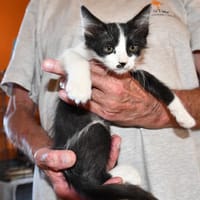 Neugieriger Cris sucht sein Traumzuhause, Kater zur Adoption