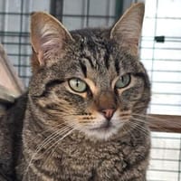 Ilver sucht liebevolles Zuhause, Kater zur Adoption