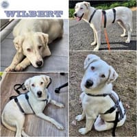 WILBERT ° wundervoller Wegbegleiter!, Hund zur Adoption