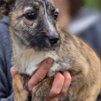 Leila - Welpe Hündin sucht ihre Familie, Hündin zur Adoption