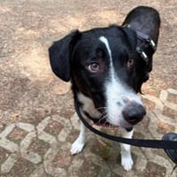 CHESS - freundlicher & lernwilliger Junghund sucht Zuhause, Hund zur Adoption