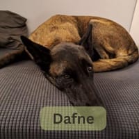 DAFNE, w., kastr., Malinois, 65 cm, Hündin zur Adoption