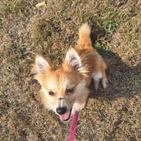 Flippy sucht ihre Menschen, Hündin zur Adoption