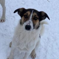 Ella verspielt und zutraulich, Hündin zur Adoption