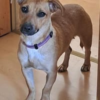 Kleine Dally sucht ihr Glück!❤, Hündin zur Adoption
