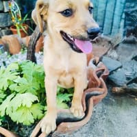 Ida ein Dackel Mix Mädchen, Hündin zur Adoption