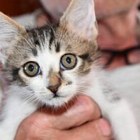 Möchten Sie Claudio bei sich aufnehmen?, Kater zur Adoption