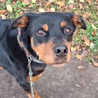 Samson ein -Ein Mann Hund-, Hund zur Adoption