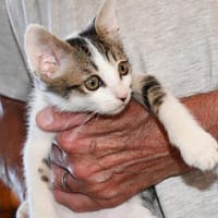 Geben Sie verspielter Claudia ein Zuhause?, Katze zur Adoption
