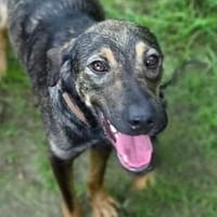 ANNA sucht ihr Glück, Hündin zur Adoption