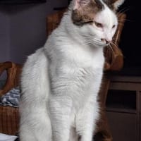Novo  verschmuster junger Kater sucht Z, Kater zur Adoption