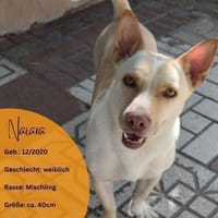 NAIARA, w., kastr., Mischling, ca. 40 cm, Hündin zur Adoption