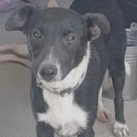 liebe Boni, ca. 50 cm hoch, Hündin zur Adoption