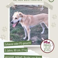 Martin sucht ein Zuhause / Pflegestelle, Hund zur Adoption