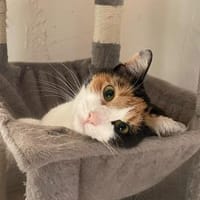 CATA, w., kastr., EHK-Glückskatze, Katze zur Adoption