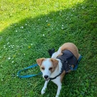 Süße Flori, Hündin zur Adoption
