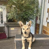 Fienchen sucht ihre Herzensmenschen ❤, Hündin zur Adoption