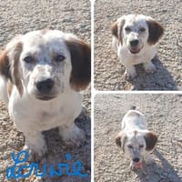 Louwie - ein bezaubernder Dackelmix, Hund zur Adoption