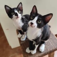super liebe und anhängliche Paty und Selma, Katze zur Adoption