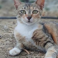 Coco- dreifarbige Schönheit, Katze zur Adoption