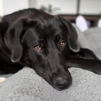 HUGO - aktiv & menschenbezogen, Hund zur Adoption