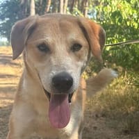 Toffee  treuer Herzenshund 🐾, Hund zur Adoption