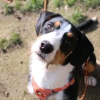 Enno sucht seine Menschen, Hund zur Adoption