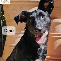 Dino  Wie wertvoll ein Leben ist!, Hund zur Adoption