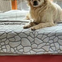 Nico auf Pflegestelle, Hund zur Adoption