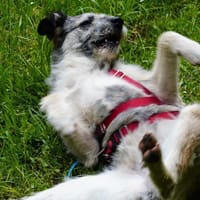 Cindy unsere gute Seele sucht ihr Zuhaus, Hündin zur Adoption