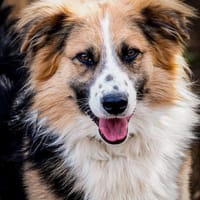 Lucky sucht seine Menschen fürs Leben, Hund zur Adoption