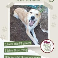 Ricky sucht ein Zuhause / Pflegestelle, Hund zur Adoption
