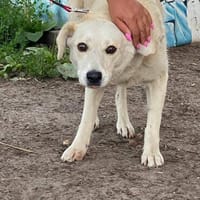 Alisa ruhig und lieb, Hündin zur Adoption
