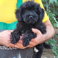 Daisy  in 72664 Kohlberg, Hündin zur Adoption